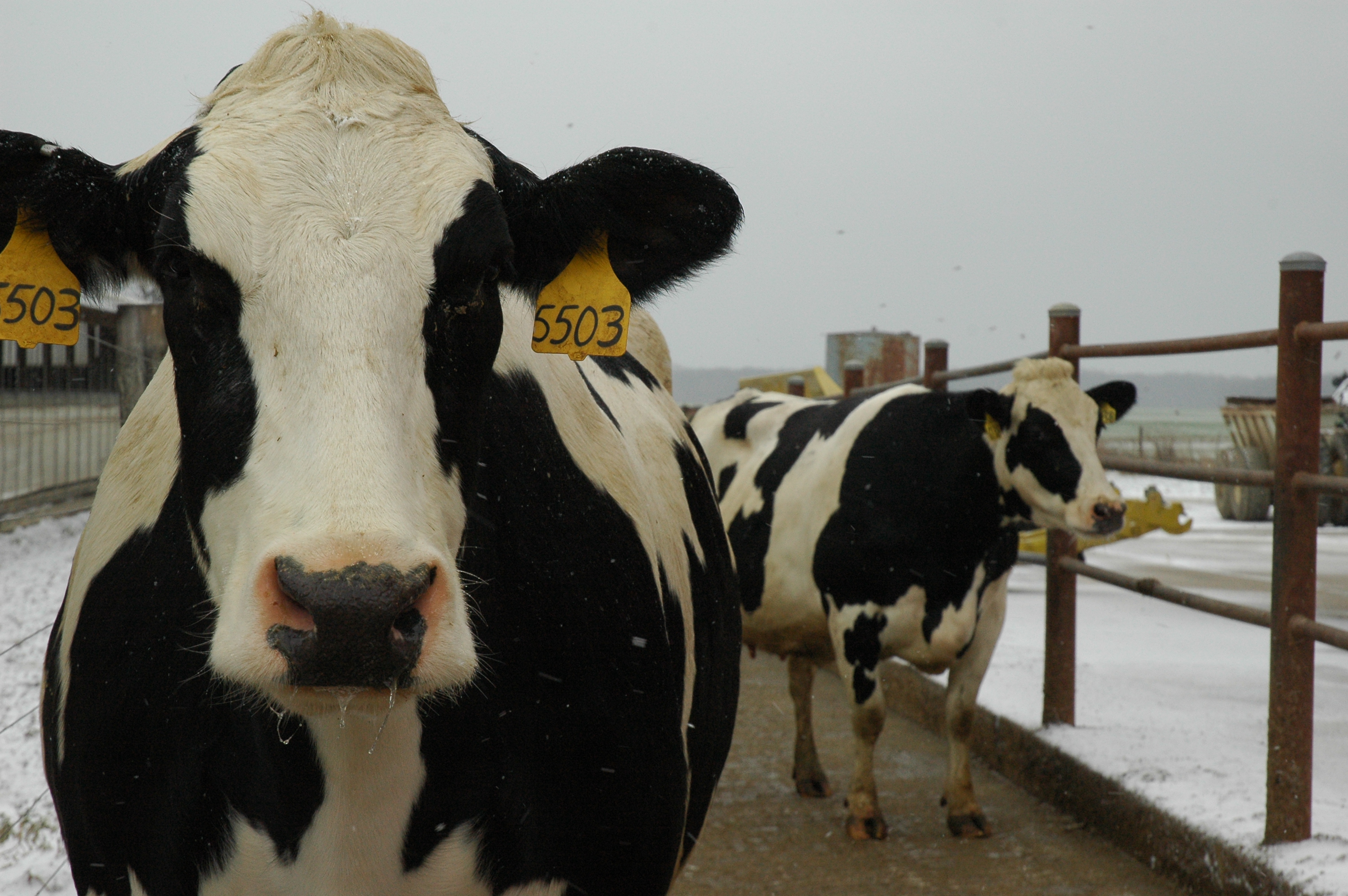 Two Holstein Cows.jpg